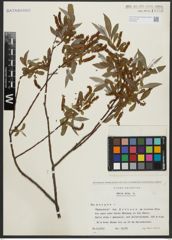 Foto von Salix alba L.